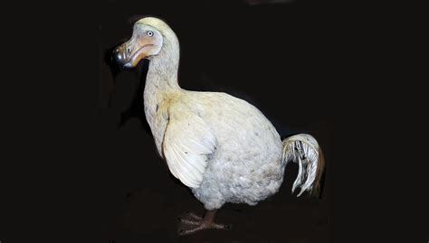 dodo in real life.